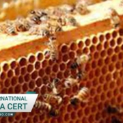 گواهینامه ایزو برای تولید عسل