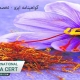 گواهینامه-ایزو---تخصصی-زعفران